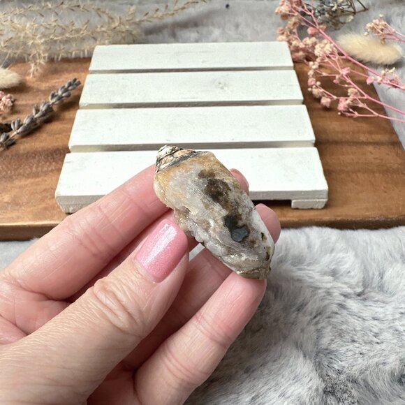 Beautiful Small Fossil Shell - Picture 5 of 5